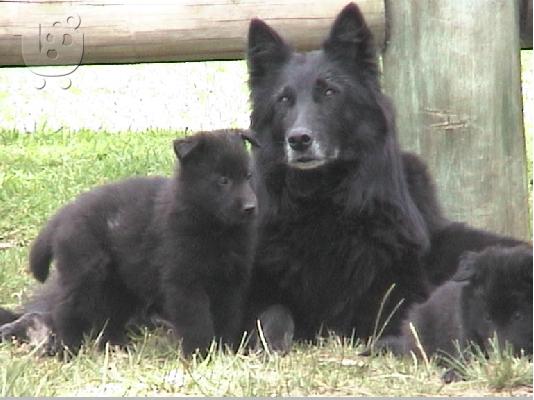 PoulaTo: Belgian Shepherd for sale to good homes